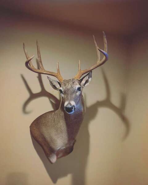Attached picture deer mount.jpg